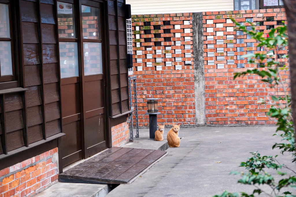 蕭如松 藝術園區 有兩隻貓